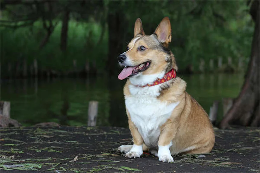 犬の失神（シノコープ）とは？原因から対処法まで徹底解説