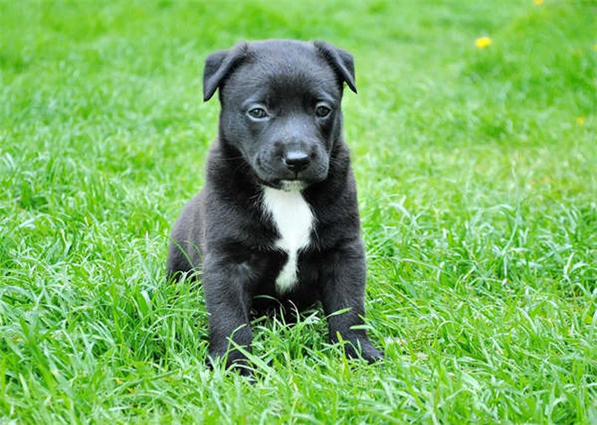 犬の手術、選択的と必要な違いは？判断基準と獣医師のアドバイス