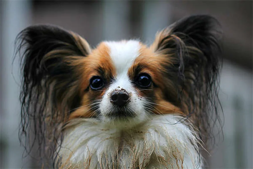 犬の里親費用はいくら？内訳と価値を徹底解説