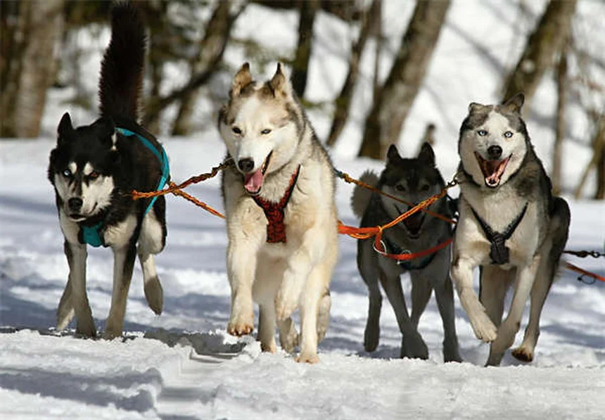 犬のダニ8種類の見分け方と予防法｜媒介する病気と症状一覧