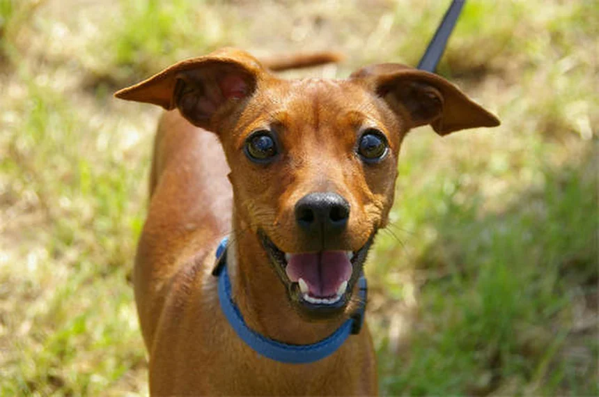 犬のアナプラズマ症とは？症状、治療、予防法を獣医師が解説