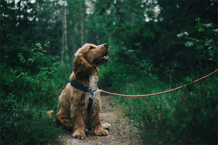 犬のアナプラズマ症とは？症状、治療、予防法を獣医師が解説