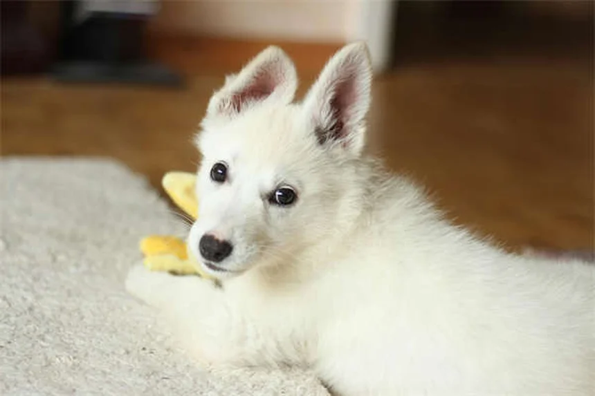 自宅でできる愛犬の健康チェック｜5つのステップで早期発見