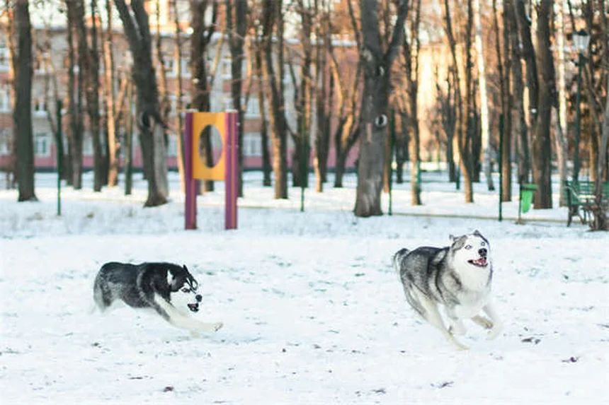 犬と猫を仲良くさせる方法：成功するための5つのステップ