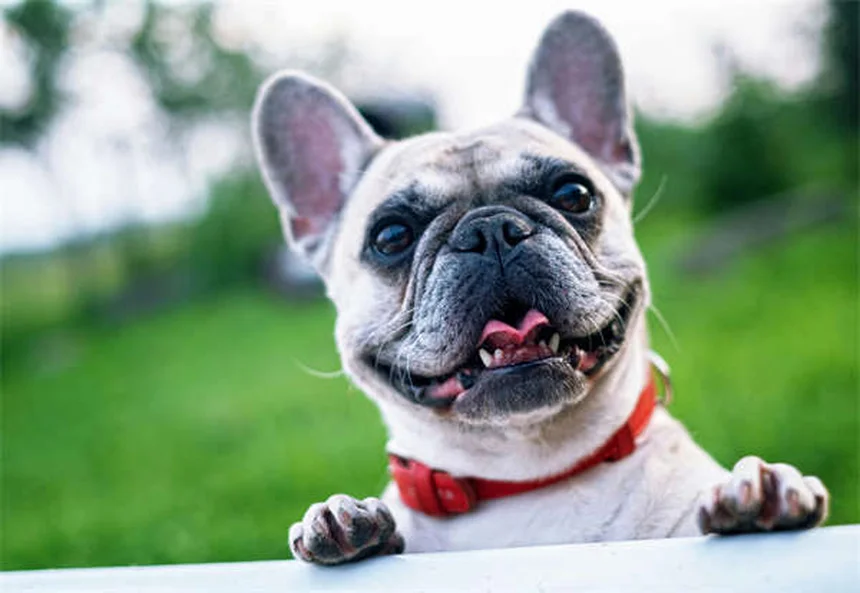 犬にカシューナッツはあげても大丈夫？安全な与え方と絶対NGなポイント