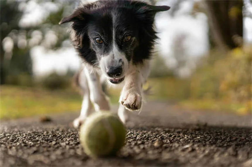愛犬とのハイキングに必須の持ち物リスト【完全版】