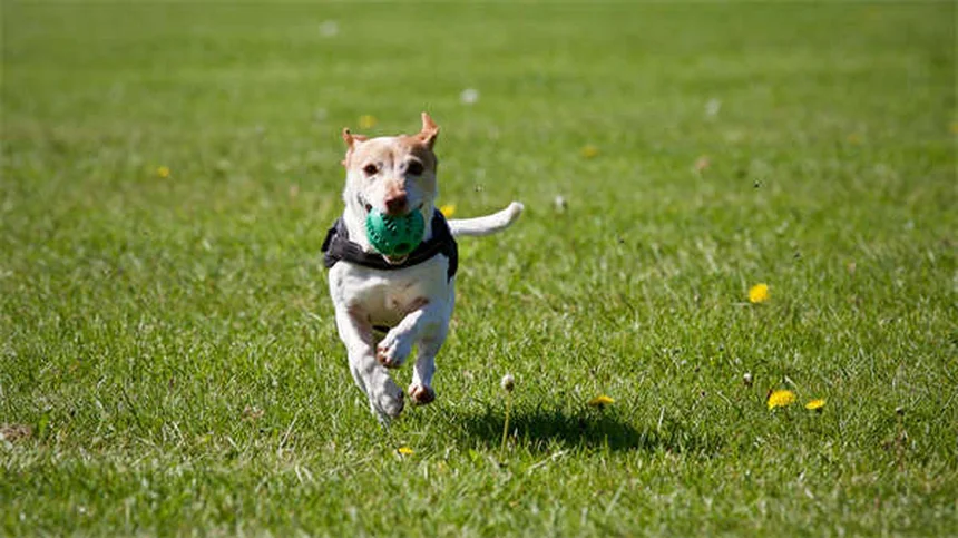 犬用食欲増進剤とは？獣医師がすすめる効果的な5つの方法と選び方