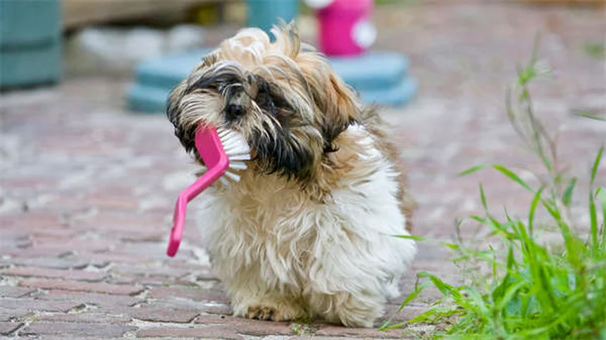 子犬のごはん、どう選ぶ？プロが教える失敗しない子犬フードの選び方