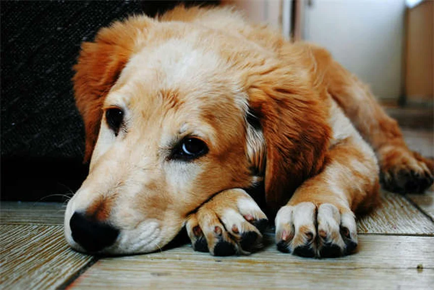 獣医師が解説｜ソタロールの犬への副作用と過剰摂取リスク