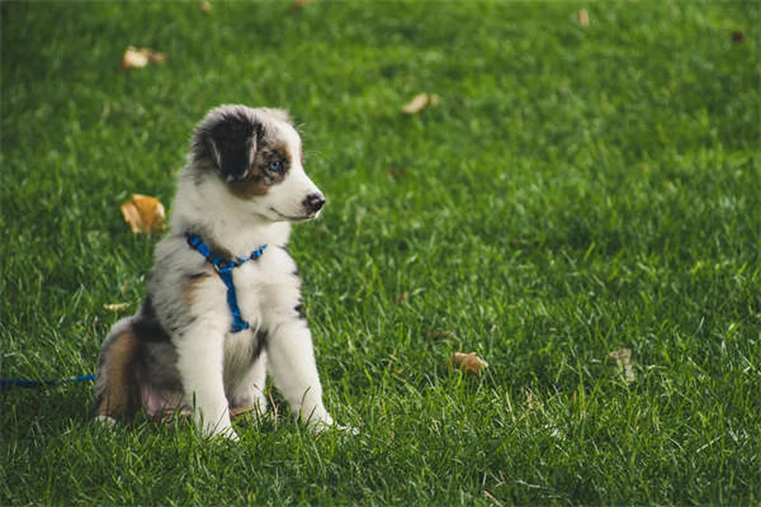Cytopoint注射で犬のかゆみ解決、獣医が教える効果と注意点