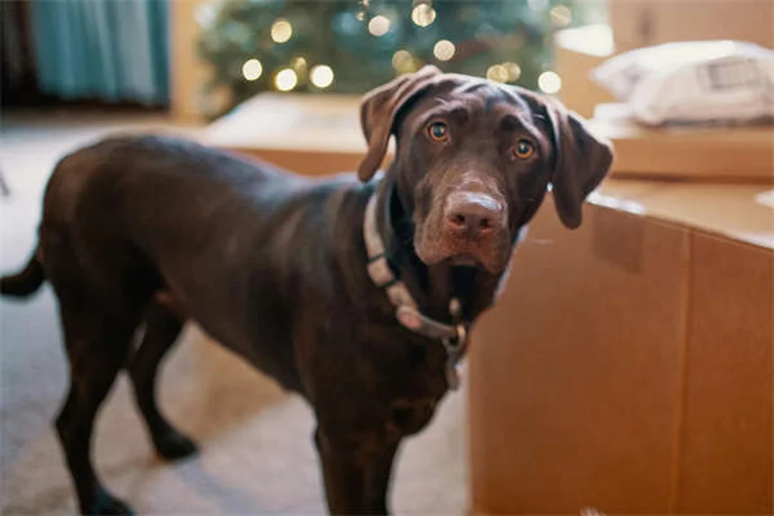Cytopoint注射で犬のかゆみ解決、獣医が教える効果と注意点
