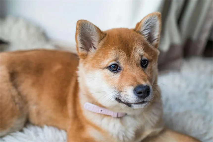 Cytopoint注射で犬のかゆみ解決、獣医が教える効果と注意点