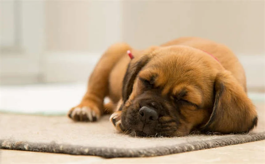 子犬の行動を解読！6つの意外な理由と今すぐできる対処法