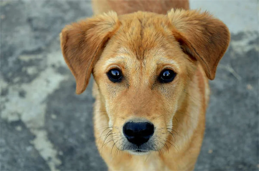 子犬の行動を解読！6つの意外な理由と今すぐできる対処法