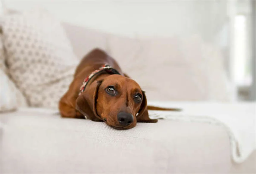 子犬の行動を解読！6つの意外な理由と今すぐできる対処法