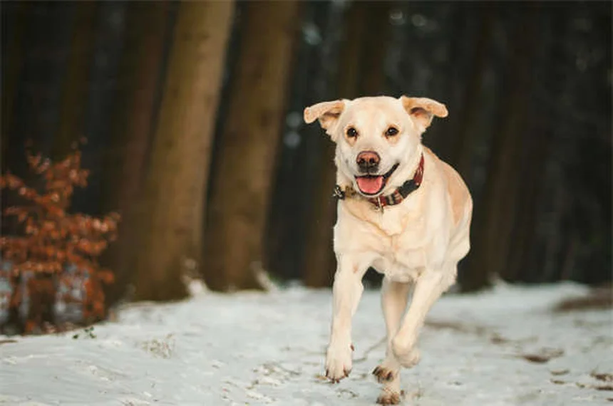 犬の精神を壊す7つの行動、あなたが気づかない危険な習慣と改善方法