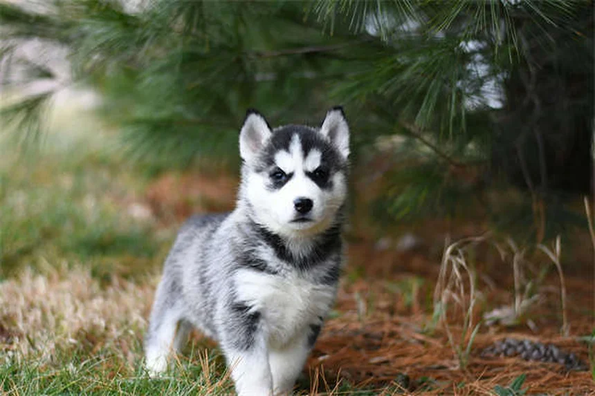 犬の精神を壊す7つの行動、あなたが気づかない危険な習慣と改善方法