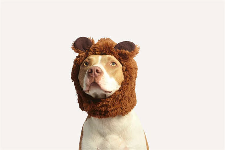 犬に危険な精油12選！安全に使う5つのルールも解説