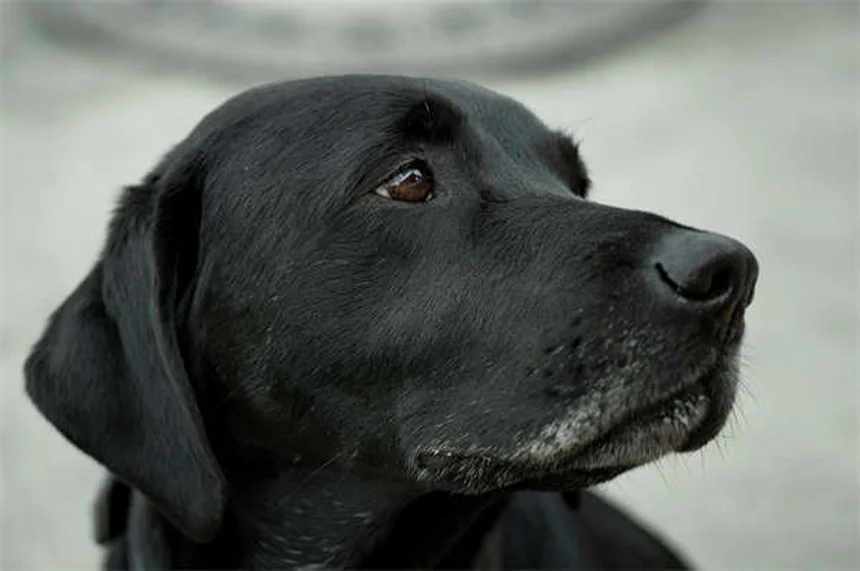 犬に危険な精油12選！安全に使う5つのルールも解説