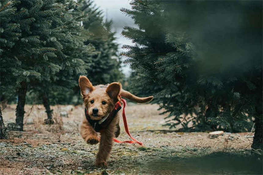 犬に危険な精油12選！安全に使う5つのルールも解説