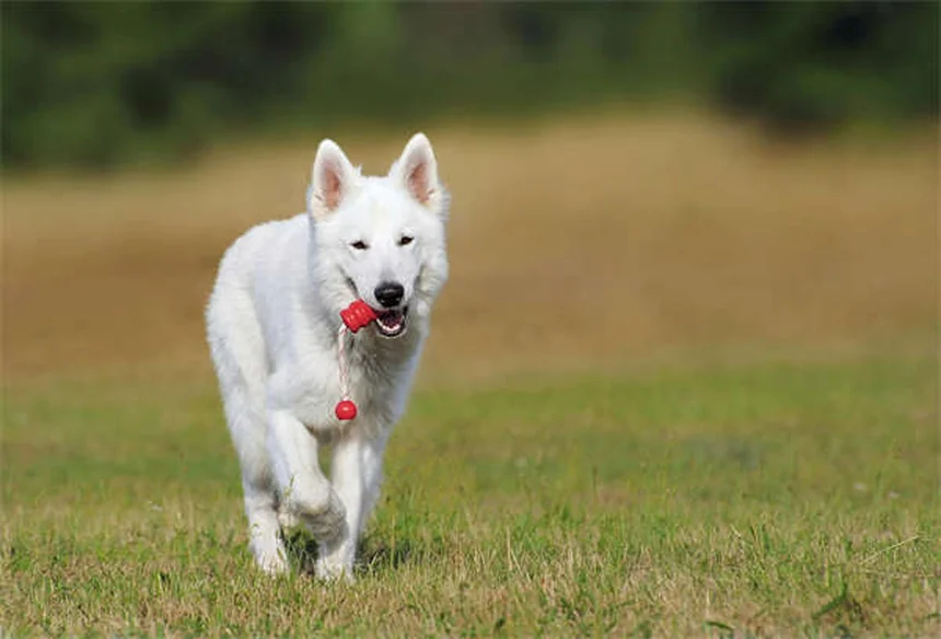 ウサギの狂犬病の症状と予防：飼い主が知るべき対策