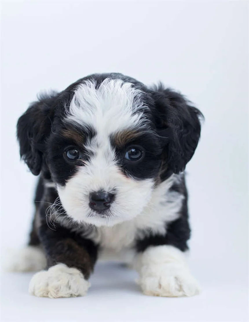 犬の水泳の教え方 安全に泳がせるための3ステップ