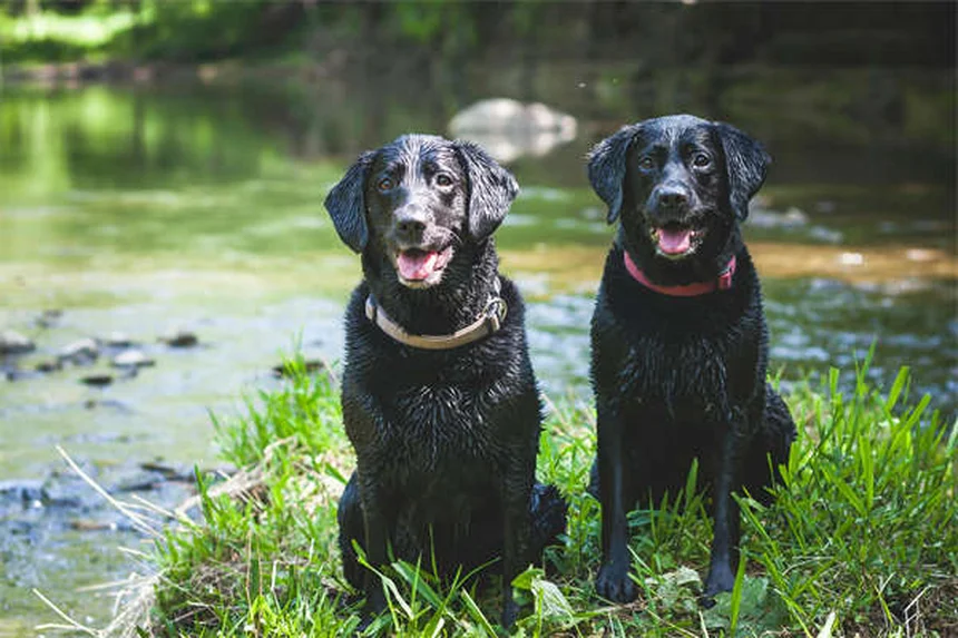 犬の水泳の教え方 安全に泳がせるための3ステップ