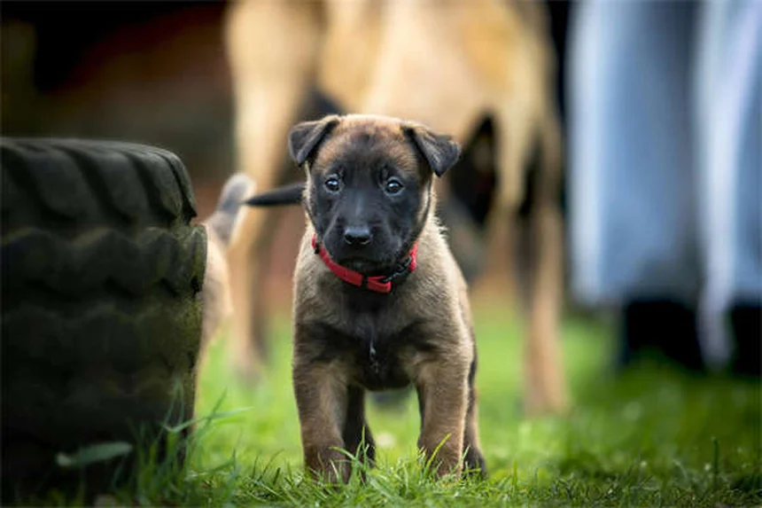 犬の下痢、ご飯はどうする？獣医師が教える正しい食事法