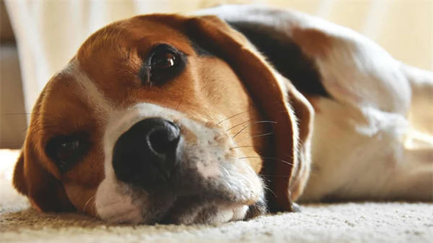 犬の体重測定を自宅で簡単に！正確に測る方法と頻度の目安