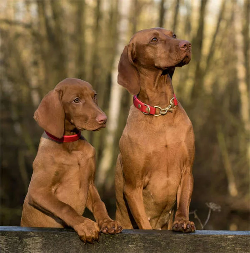 犬の体重測定を自宅で簡単に！正確に測る方法と頻度の目安