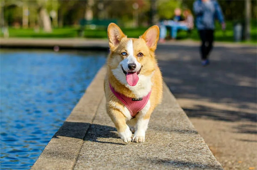 ペットは飼い主の死を悲しむのか？愛犬の手紙が語る深い絆とグリーフのサイン