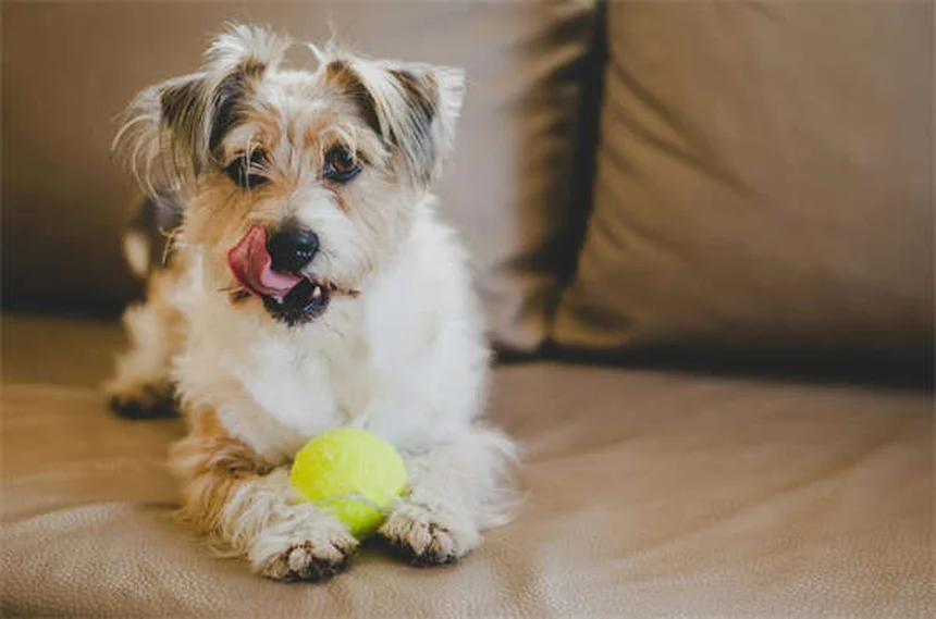 ペットは飼い主の死を悲しむのか？愛犬の手紙が語る深い絆とグリーフのサイン