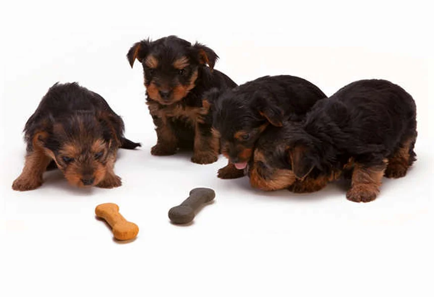 犬の肩の怪我：原因から治療・予防法まで獣医師が解説
