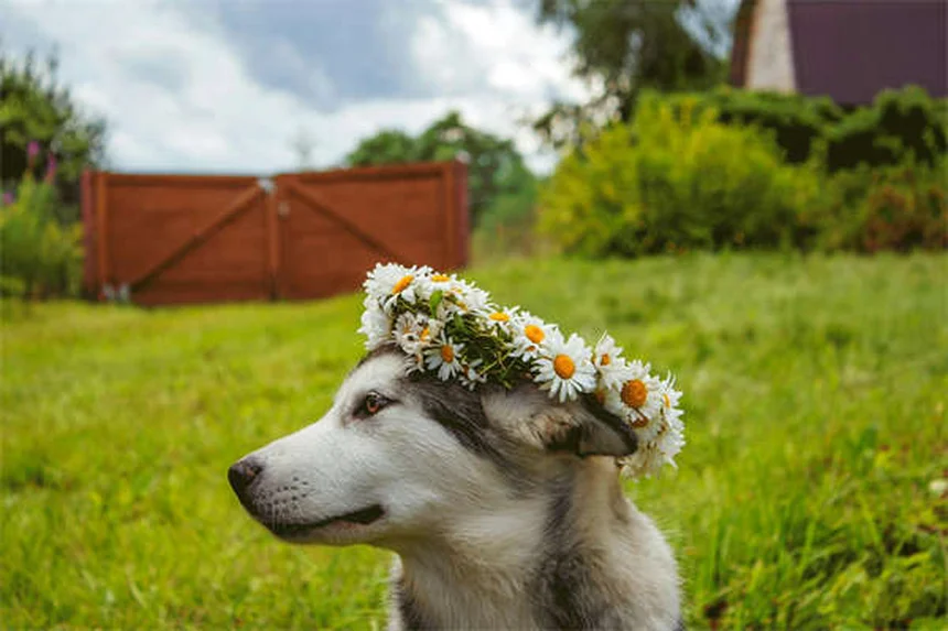 犬のかゆみの原因は？飼い主の体験談から学ぶ正しい対処法