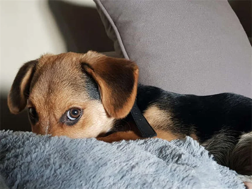 シニア猫のフード選び、栄養のプロが教える7つのポイント